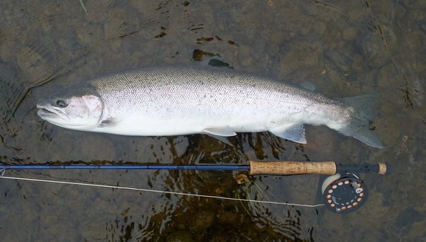 tazna forma pstruha duhoveho - steelhead 75 cm