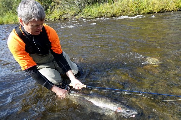 tazna forma pstruha duhoveho - steelhead 79 cm, navrat na svobodu