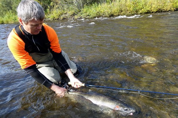 tazna forma pstruha duhoveho - steelhead 79 cm, navrat na svobodu