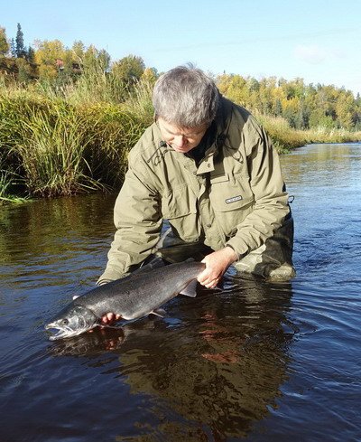 losos kisuc - coho salmon, navrat na svobodu