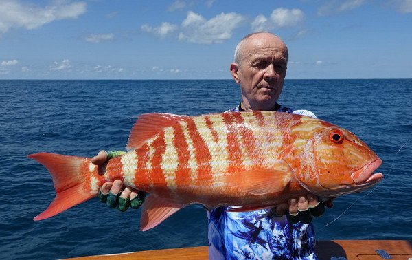 chnapal 65 cm, Symphorus nematophorus