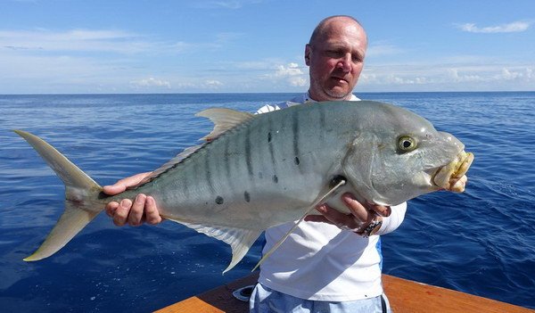 kranas zlaty 84 cm, Gnathanodon speciosus kranas zlaty 84 cm, Gnathanodon speciosus