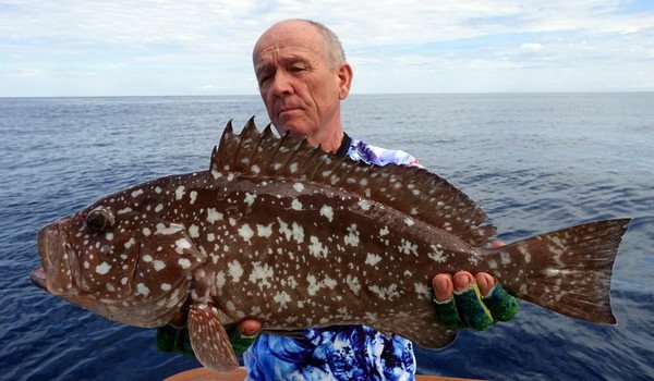 kanic 55 cm, renkin cod, Epinephelus rankini kanic 55 cm, renkin cod, Epinephelus rankini