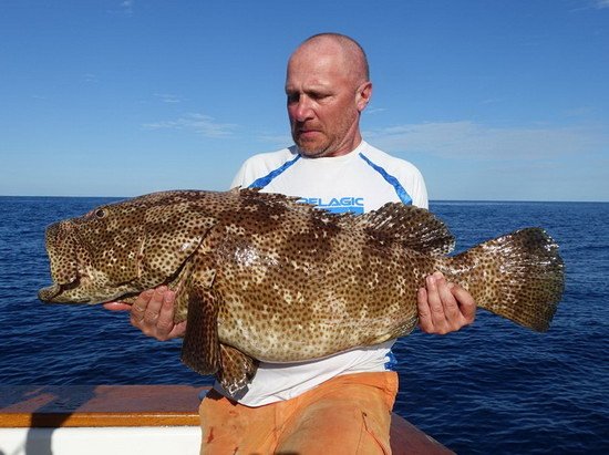 kanic malabarsky 99 cm, Epinephelus malabaricus