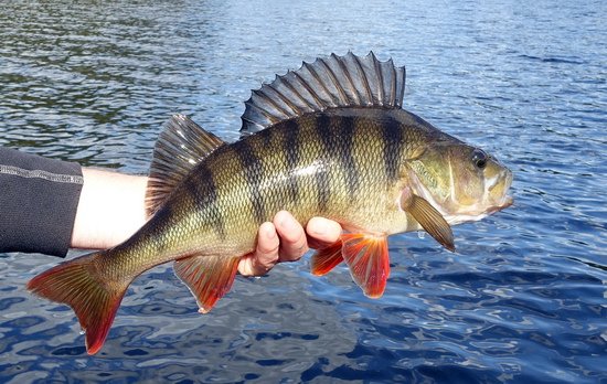 okoun delky 45 cm okoun delky 45 cm