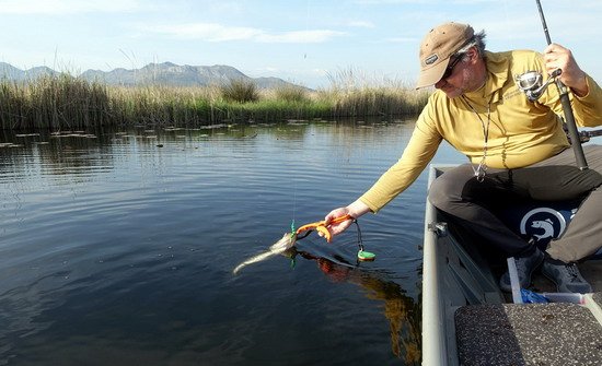 okounek pstruhovy 41 cm uloveny na hladinovy swimbait okounek pstruhovy 41 cm uloveny na hladinovy swimbait