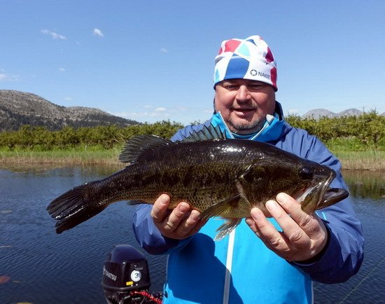 okounek pstruhovy 49 cm uloveny na umelou zizalu delky 18 cm okounek pstruhovy 49 cm uloveny na umelou zizalu delky 18 cm