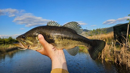 okounek pstruhovy 42 cm uloveny na umelou musku - streamer okounek pstruhovy 42 cm uloveny na umelou musku - streamer