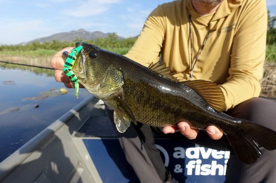 okounek pstruhovy delky 45 cm uloveny na swimbait delky 12 cm okounek pstruhovy delky 45 cm uloveny na swimbait delky 12 cm