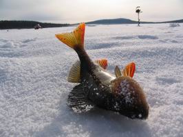 Laponsko - zimni rybolov - motorovy vrtak