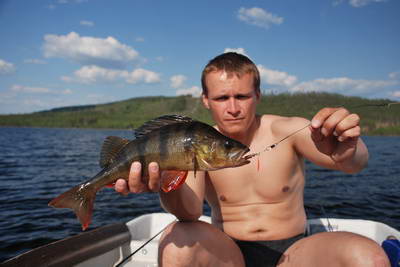 okoun 34 cm, jezero Samsjon okoun 34 cm, jezero Samsjon