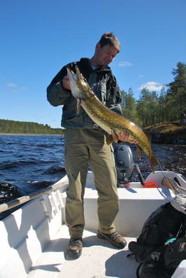 stika 98 cm, cerven v Gafsele stika 98 cm, cerven v Gafsele