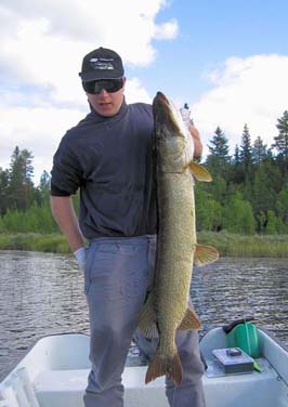 stika 120 cm, 24.8. ulovena v Gafsele na Rapalu SSR stika 120 cm, 24.8. ulovena v Gafsele na Rapalu SSR