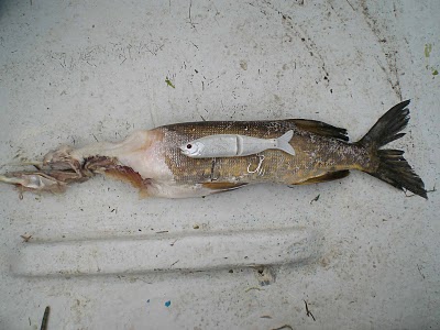 zbytky stiky 70 cm, kterou sezrala 98 cm stika - uloveno na bilou plastovou rybku