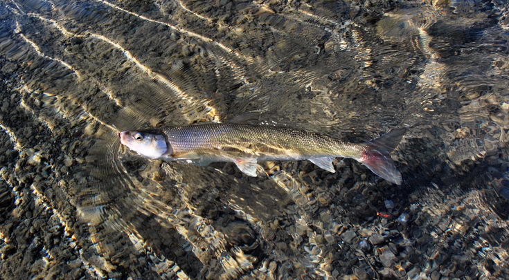 sih 55 cm sih 55 cm