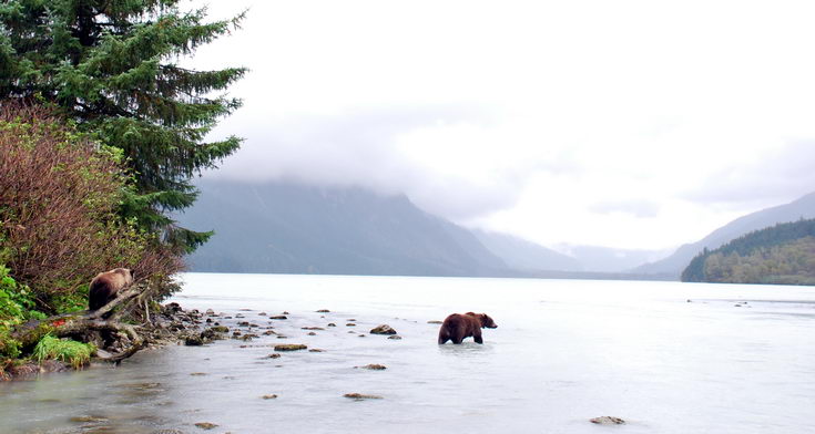 medvedi na rece Chilcoot