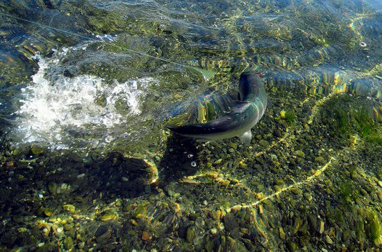 zdolavani lososa kisuc-coho v DryBay, zari zdolavani lososa kisuc-coho v DryBay, zari