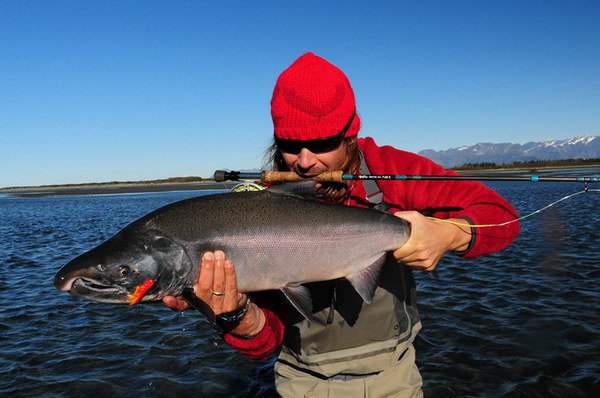 losos kisuc-coho uloveny v DryBay, zari losos kisuc-coho uloveny v DryBay, zari