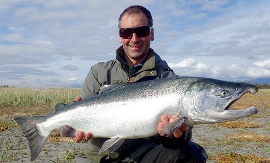losos kisuc (coho) losos kisuc (coho)