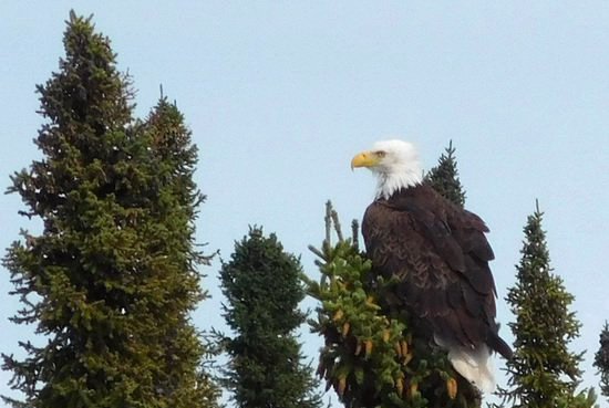 orel belohlavy - baldeagle