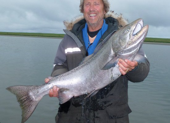 Losos čavyča - king salmon Losos čavyča - king salmon