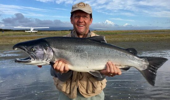 Losos kisuč - coho salmon, silver salmon Losos kisuč - coho salmon, silver salmon