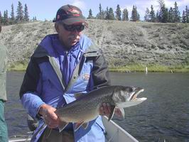 Canyon Lake - siven namaycush 70 cm Canyon Lake - siven namaycush 70 cm