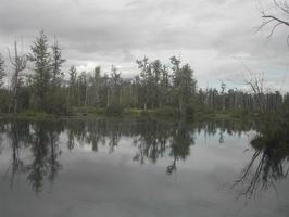 Clear Creek - lov lososu nerka