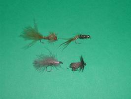 Dalton - musky na lipany Dalton - musky na lipany