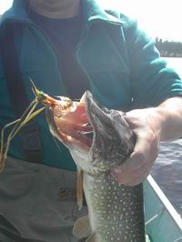 Kloo Lake - uloveno na streamer Kloo Lake - uloveno na streamer