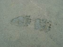 Dry Bay - medvedi stopy na plazi
