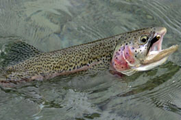 pstruh duhovy - Kathleen river pstruh duhovy - Kathleen river