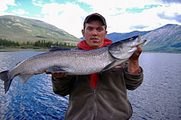 Whitefish Inconnu - shefish, cervenec Whitefish Inconnu - shefish, cervenec