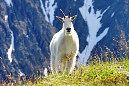 severoamericky kamzik - mountain goat severoamericky kamzik - mountain goat