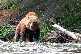 medved hnedy - grizzly, srpen medved hnedy - grizzly, srpen