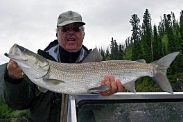 cervenec - sih - inconnu - sheefish cervenec - sih - inconnu - sheefish