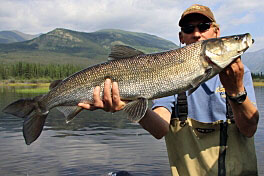 cervenec - inconnu (sheefish) cervenec - inconnu (sheefish)