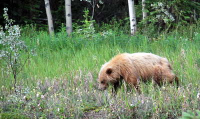 Medved hnedy - grizzly, mlade Medved hnedy - grizzly, mlade