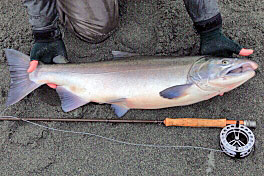 losos kisuc - coho, srpen losos kisuc - coho, srpen