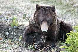 jarni potravou medvedu grizzly jsou hlavne korinky jarni potravou medvedu grizzly jsou hlavne korinky