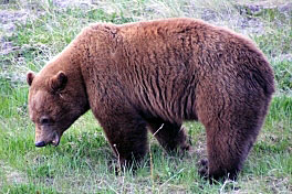 medved hnedy - grizzly medved hnedy - grizzly