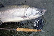losos kisuc - coho salmon, silver salmon losos kisuc - coho salmon, silver salmon