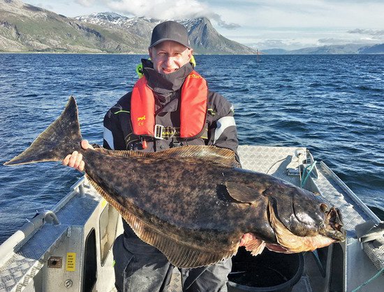 Vevelstad - halibut Vevelstad - halibut