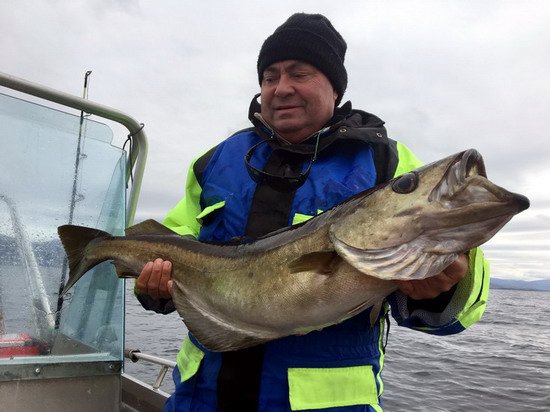 Polak 97 cm z Ylvingen Polak 97 cm z Ylvingen
