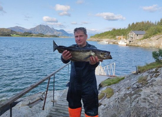 Lokta - treska polak Lokta - treska polak