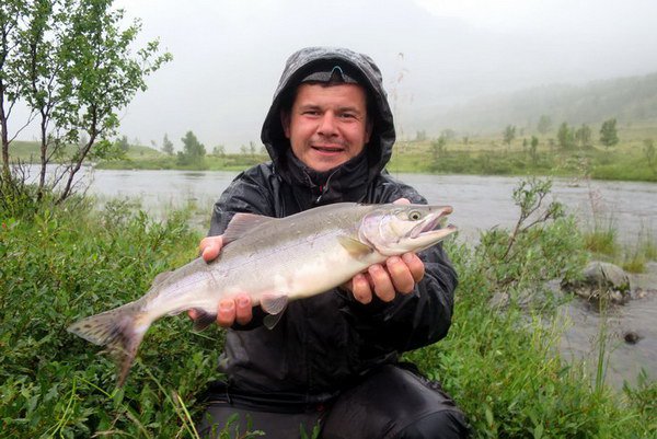 losos gorbusa - pink salmon uloveny koncem srpna v ricce u Sor Tverrfjord