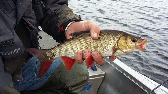 jesen uloveny pod pereji Drogsjoforsen jesen uloveny pod pereji Drogsjoforsen