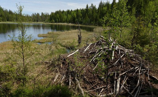 bobri hrad u pstruhoveho jezirka Orasjotjarnen bobri hrad u pstruhoveho jezirka Orasjotjarnen