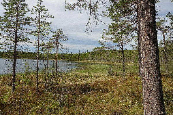 pstruhove jezirko Sonnetjarnen