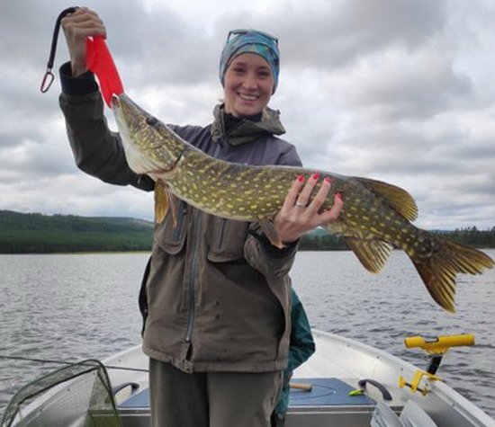 Štika 87 cm Štika 87 cm